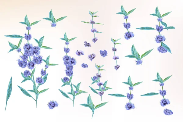 Колекція Векторних Рук Намальованих Ятних Квітів Акварельному Вінтажному Стилі — стоковий вектор