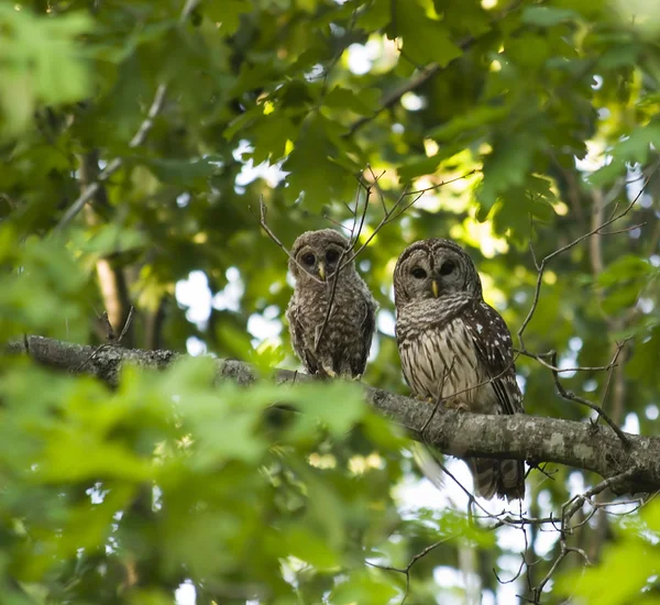 Madre y bebé búhos — Foto de Stock