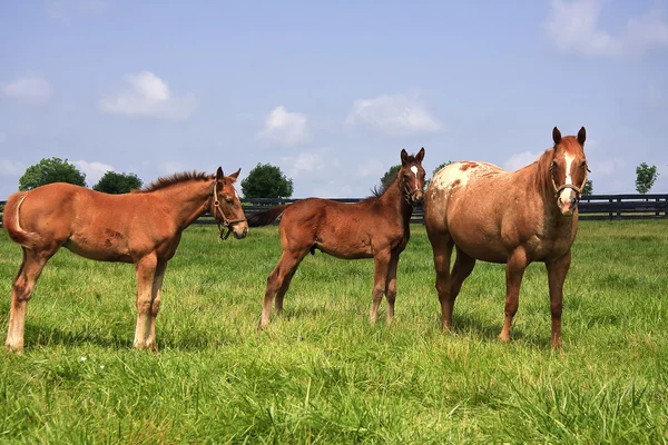 Cheval et poulains — Photo