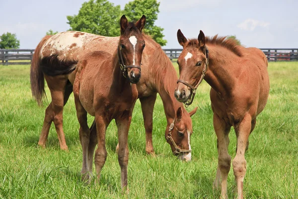 Paarden — Stockfoto