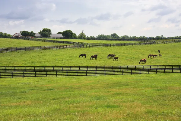 Fazenda de cavalos de Kentucky — Fotografia de Stock