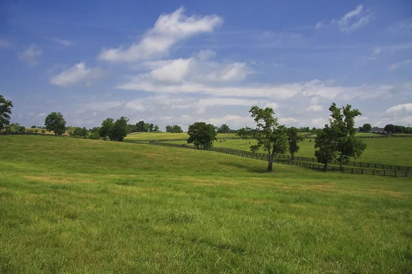 Kentucky bluegrass — Foto Stock