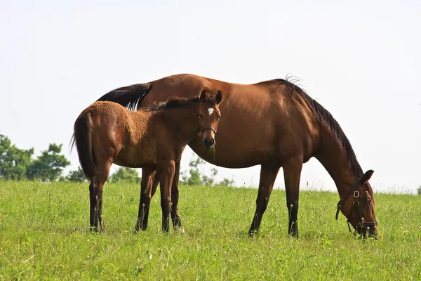 Pferde — Stockfoto