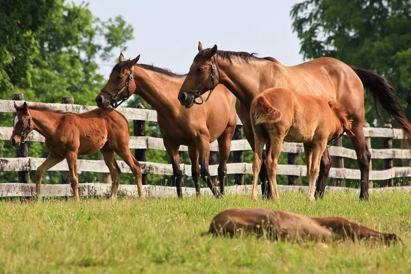 Paarden — Stockfoto