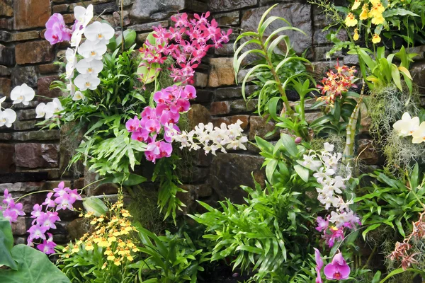 Parede de Orquídeas — Fotografia de Stock