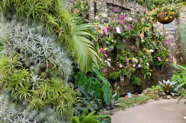 Pared de orquídeas — Foto de Stock