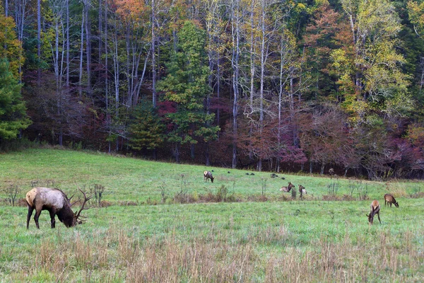 Wapiti dans la nature — Photo