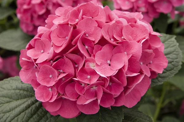 Hortenzie kvetou — Stock fotografie
