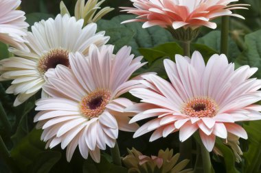 Gerber daisies
