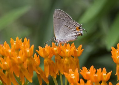 Little Butterfly on Milkweed clipart