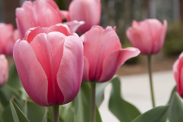 Rosa Tulpen — Stockfoto