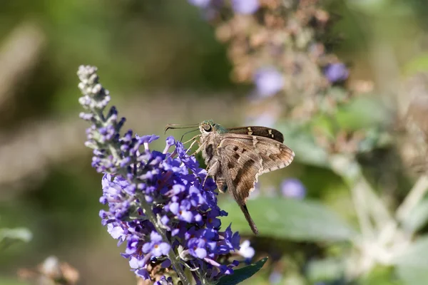 Motyl karmienia na fioletowy butterfly bush — Zdjęcie stockowe