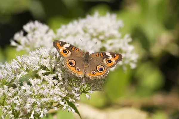 Buckeye motyl na białe kwiaty — Zdjęcie stockowe