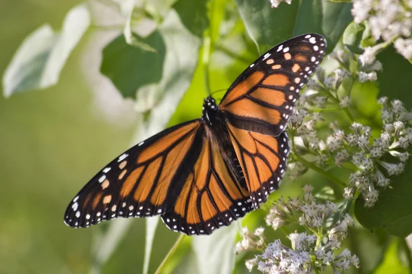 Mariposa monarca — Foto de Stock