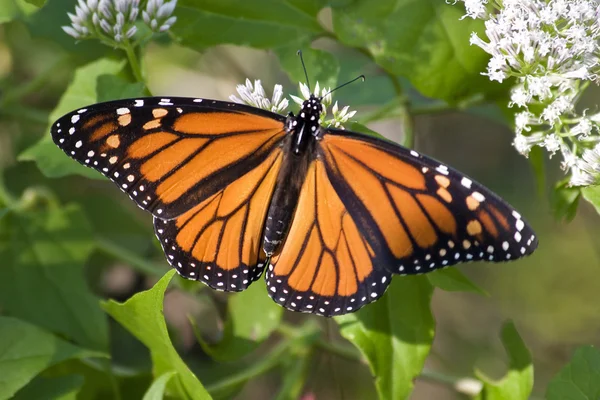 Mariposa monarca — Foto de Stock