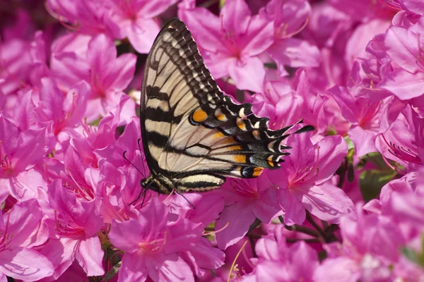 Swallowtail butterfly på Azalea — Stockfoto