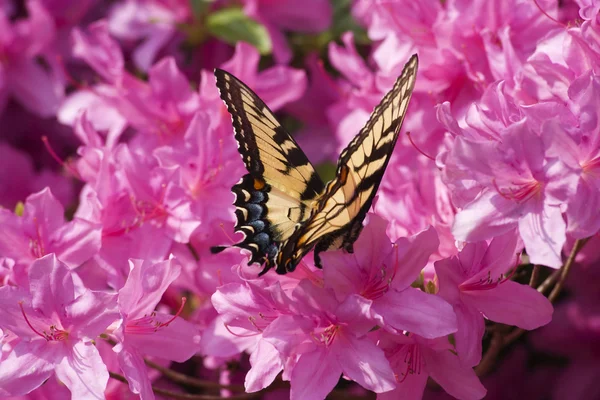 Swallowtail Papillon sur Azalées — Photo