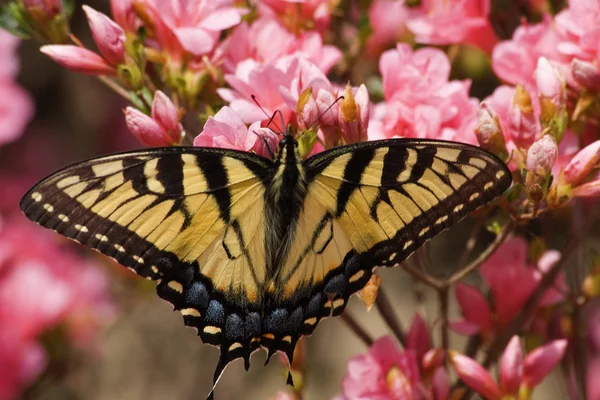 Swallowtail butterfly på Azalea — Stockfoto