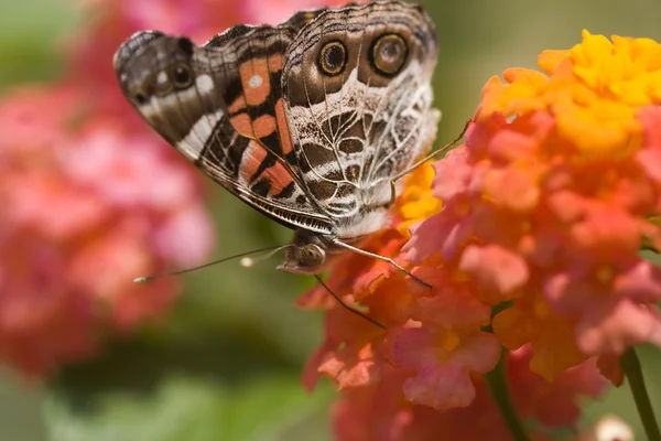 Carine farfalle che si nutrono di fiori — Foto Stock