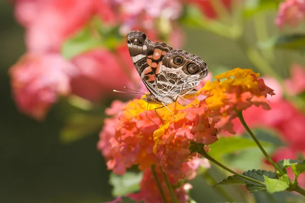 Carine farfalle che si nutrono di fiori — Foto Stock