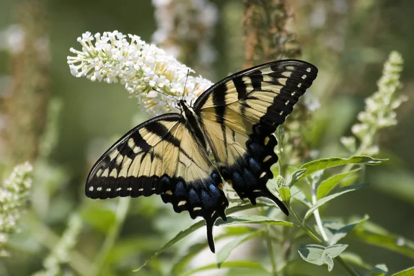 Farfalla coda di rondine — Foto Stock