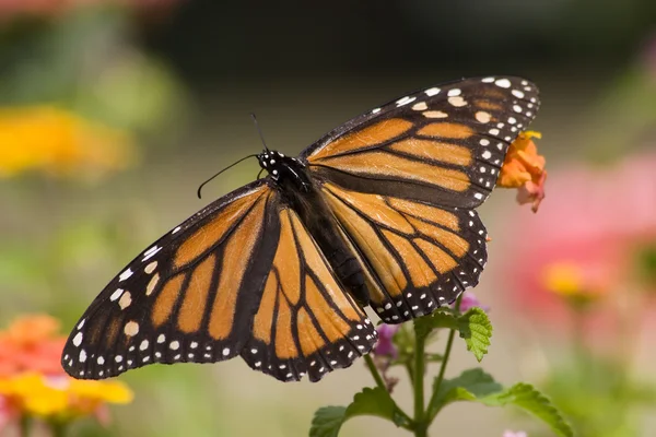 Monarchvlinder — Stockfoto