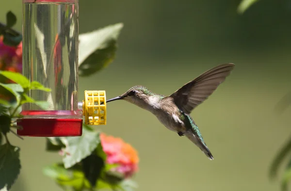 Hummingbird at the Feeder — Stock Photo, Image