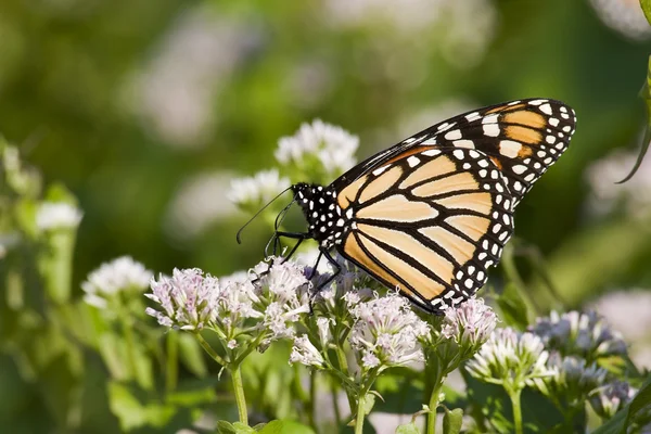 Papillon monarque — Photo