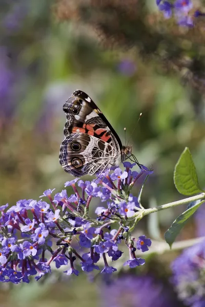 Χρωματισμένη κυρία πεταλούδα σε μωβ Μπους πεταλούδων — Φωτογραφία Αρχείου