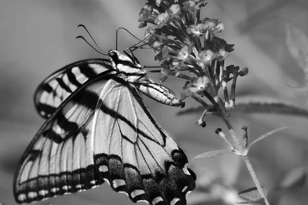 Motyl karmienia na kwiaty w czerni i bieli — Zdjęcie stockowe