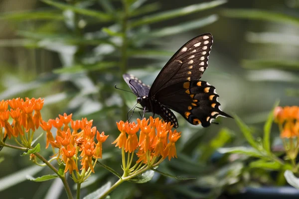 Negro cola de golondrina mariposa — Foto de Stock
