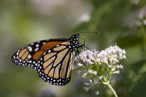 Farfalla monarca — Foto Stock