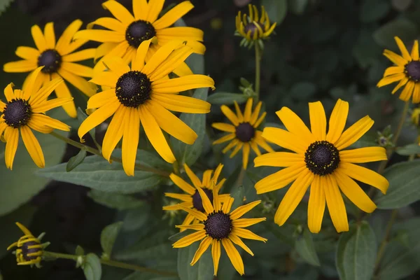 Schwarzäugige Susans — Stockfoto