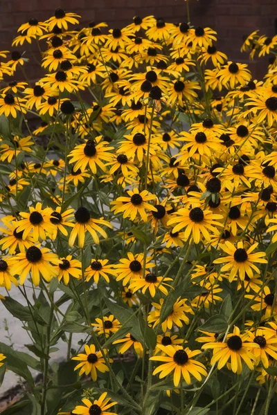 Kara gözlü susans — Stok fotoğraf