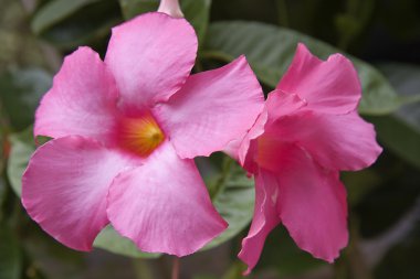 pembe mandevilla