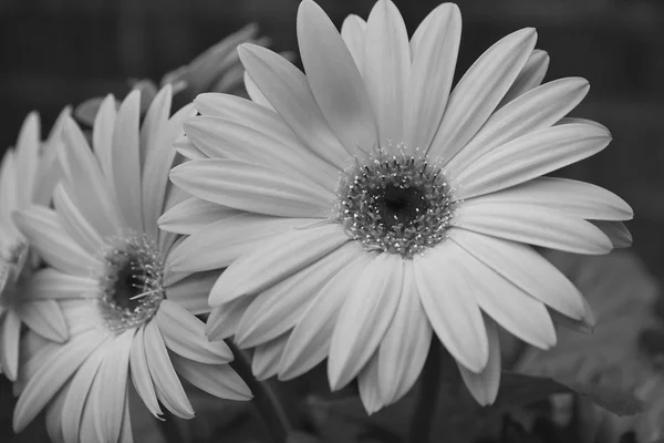 Zwart-wit gerber daisy — Stockfoto