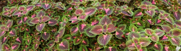 Coleus Panorama — Stok fotoğraf