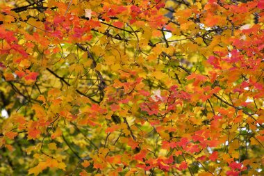 Sonbahar Yaprakları