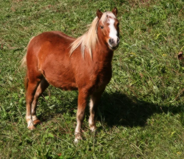 Niedliches Pony — Stockfoto