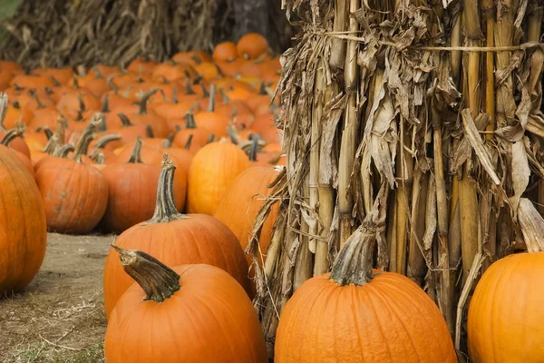 Pumpkin Patch — Stock Photo, Image