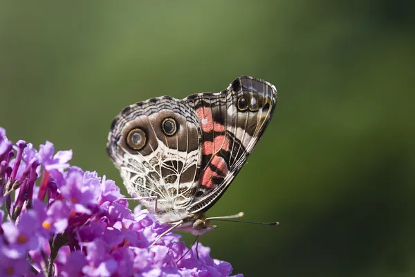 Malowane pani motyl — Zdjęcie stockowe