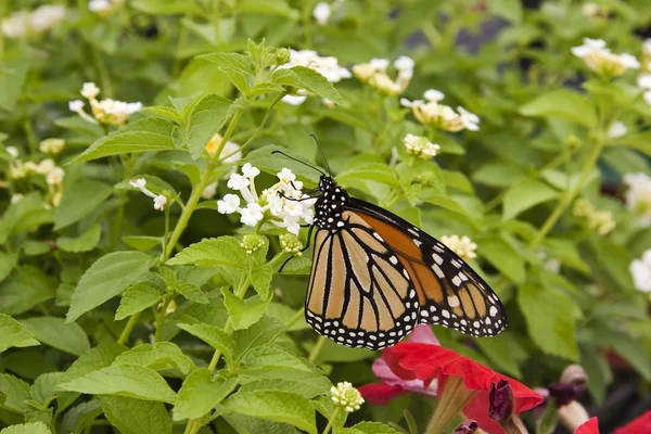 Monarch Butterfly — Stock Photo, Image