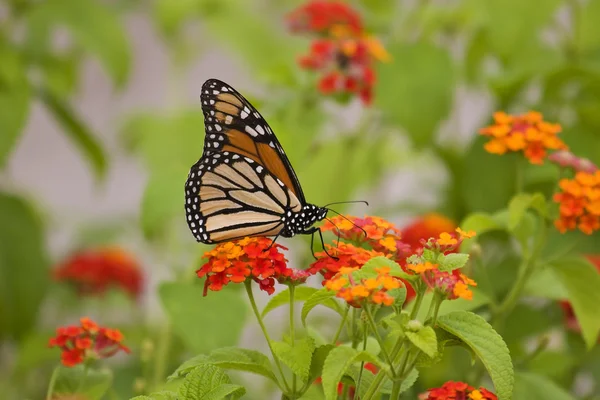 Monarchfalter — Stockfoto