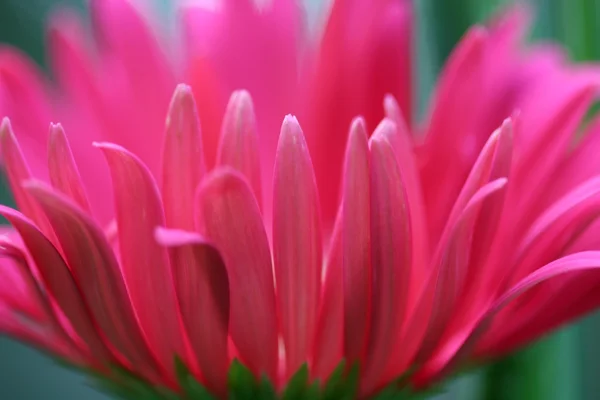 Różowy Gerbera daisies — Zdjęcie stockowe