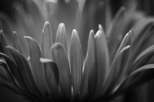 Gerber Daisy noir et blanc — Photo