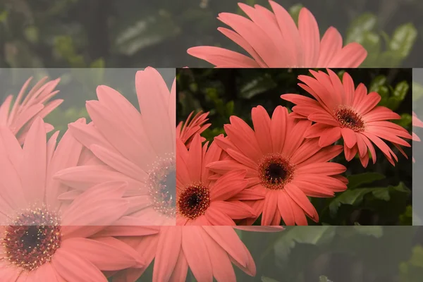 Mercan pembe gerber daisies tebrik kartı — Stok fotoğraf
