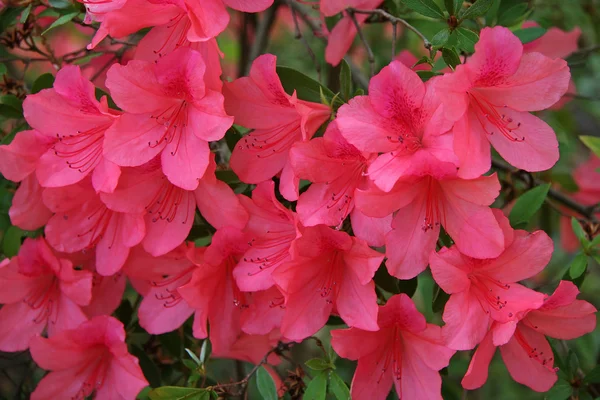 Pink Azaleas — Stock Photo, Image