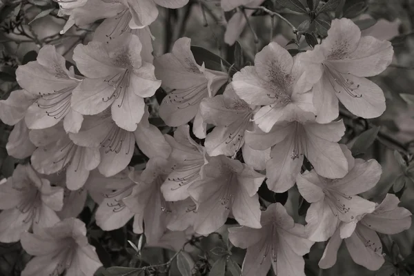 Azaleas siyah beyaz — Stok fotoğraf