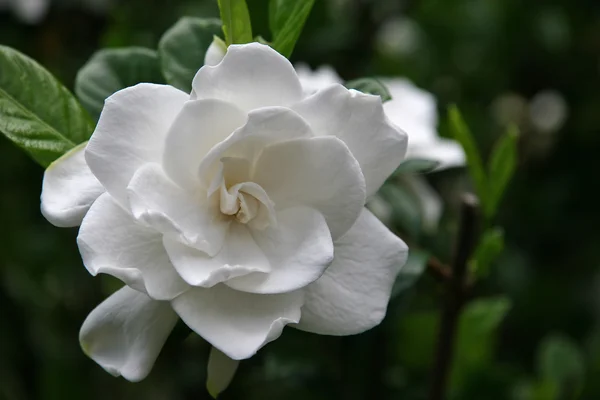 Gardenia — Zdjęcie stockowe