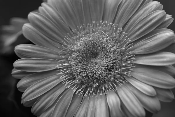 Gerber Daisy noir et blanc — Photo